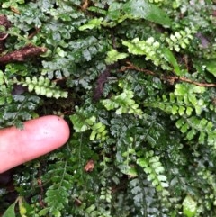 Arthropteris beckleri at Budderoo, NSW - 24 Oct 2020