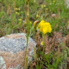 Goodenia pinnatifida (Scrambled Eggs) at Tuggeranong Hill - 18 Oct 2020 by VeraKurz