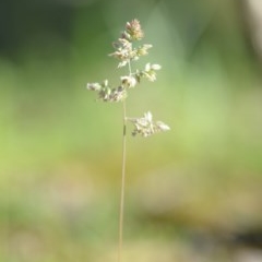 Poa pratensis (Kentucky Bluegrass) at Wamboin, NSW - 17 Oct 2020 by natureguy