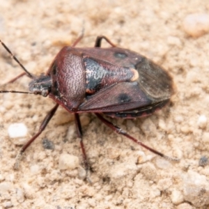 Cermatulus nasalis at Mount Clear, ACT - 21 Oct 2020