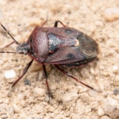 Cermatulus nasalis (Predatory shield bug, Glossy shield bug) at Mount Clear, ACT - 21 Oct 2020 by SWishart