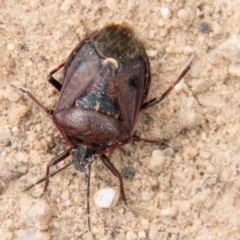 Cermatulus nasalis at Mount Clear, ACT - 21 Oct 2020 11:30 AM