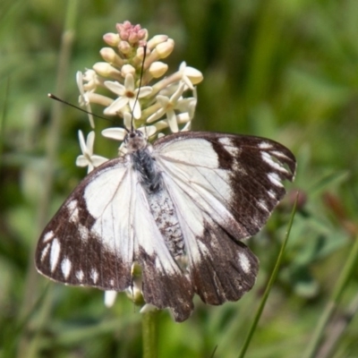 Belenois java (Caper White) at Namadgi National Park - 21 Oct 2020 by SWishart