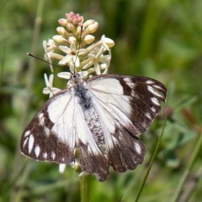 Belenois java (Caper White) at Mount Clear, ACT - 21 Oct 2020 by SWishart