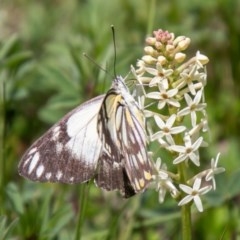 Belenois java at Mount Clear, ACT - 21 Oct 2020