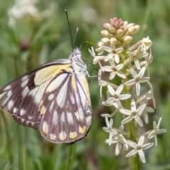 Belenois java at Mount Clear, ACT - 21 Oct 2020