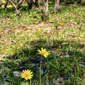 Microseris walteri at Forde, ACT - 21 Oct 2020