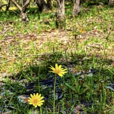 Microseris walteri (Yam Daisy, Murnong) at Forde, ACT - 21 Oct 2020 by Rebeccaryanactgov