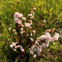 Calytrix tetragona (Common Fringe-myrtle) at Wallaroo, ACT - 21 Oct 2020 by Rebeccaryanactgov