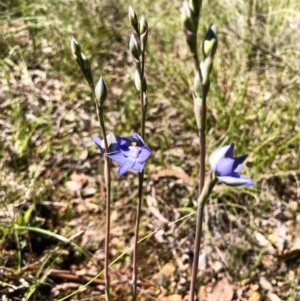 Thelymitra nuda at Cook, ACT - 15 Oct 2020