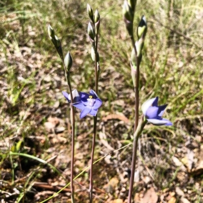 Thelymitra nuda (Scented Sun Orchid) at Cook, ACT - 15 Oct 2020 by Rebeccaryanactgov