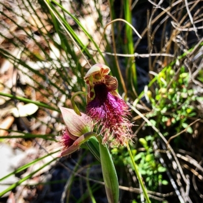 Calochilus platychilus (Purple Beard Orchid) at Cook, ACT - 14 Oct 2020 by Rebeccaryanactgov