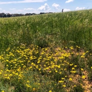 Goodenia pinnatifida at Lyneham, ACT - 22 Oct 2020