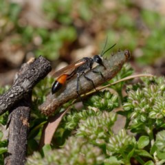 Podalonia tydei (Caterpillar-hunter wasp) at Jerrabomberra Wetlands - 22 Oct 2020 by DPRees125