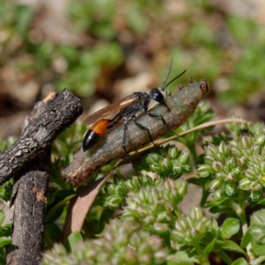 Podalonia tydei at Fyshwick, ACT - 23 Oct 2020