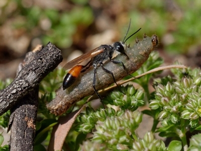 Podalonia tydei (Caterpillar-hunter wasp) at Fyshwick, ACT - 22 Oct 2020 by DPRees125