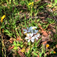 Burchardia umbellata (Milkmaids) at Taylor, ACT - 21 Oct 2020 by Rebeccaryanactgov