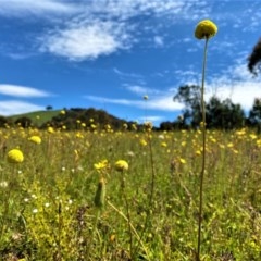 Craspedia variabilis (Common Billy Buttons) at Forde, ACT - 21 Oct 2020 by Rebeccaryanactgov