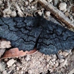 Melanodes anthracitaria (Black Geometrid) at Gundaroo, NSW - 14 Oct 2020 by MaartjeSevenster