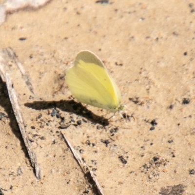 Eurema smilax (Small Grass-yellow) at Namadgi National Park - 21 Oct 2020 by SWishart