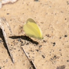 Eurema smilax (Small Grass-yellow) at Mount Clear, ACT - 21 Oct 2020 by SWishart
