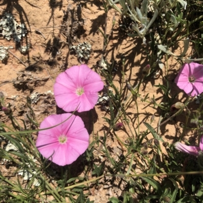 Convolvulus angustissimus subsp. angustissimus (Australian Bindweed) at Lyneham, ACT - 21 Oct 2020 by Rebeccaryanactgov