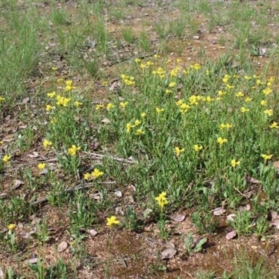 Goodenia pinnatifida (Scrambled Eggs) at O'Connor Ridge to Gungahlin Grasslands - 23 Oct 2020 by maura