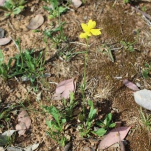 Goodenia pinnatifida at Kaleen, ACT - 23 Oct 2020