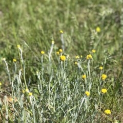 Chrysocephalum apiculatum (Common Everlasting) at Lyneham, ACT - 21 Oct 2020 by Rebeccaryanactgov