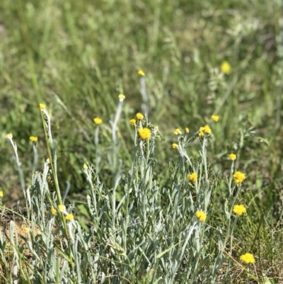 Chrysocephalum apiculatum (Common Everlasting) at Lyneham, ACT - 21 Oct 2020 by Rebeccaryanactgov