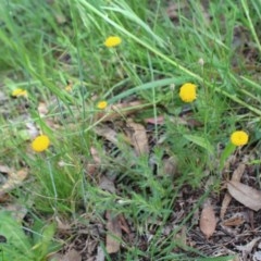 Leptorhynchos squamatus (Scaly Buttons) at O'Connor Ridge to Gungahlin Grasslands - 23 Oct 2020 by maura