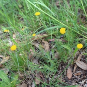 Leptorhynchos squamatus at Kaleen, ACT - 23 Oct 2020