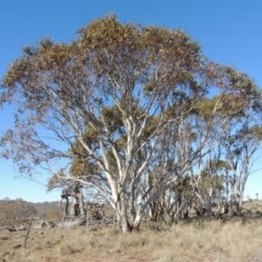 Eucalyptus pauciflora (A Snow Gum) at Nimmitabel, NSW - 22 Jul 2020 by michaelb