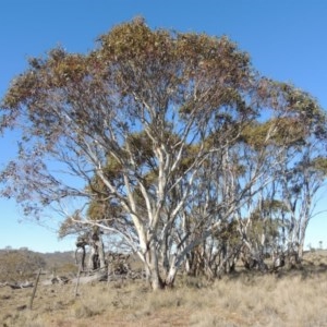 Eucalyptus pauciflora at Nimmitabel, NSW - 22 Jul 2020