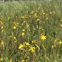 Bulbine bulbosa (Golden Lily, Bulbine Lily) at Crace Grasslands - 21 Oct 2020 by Rebeccaryanactgov