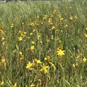 Bulbine bulbosa at Lyneham, ACT - 21 Oct 2020