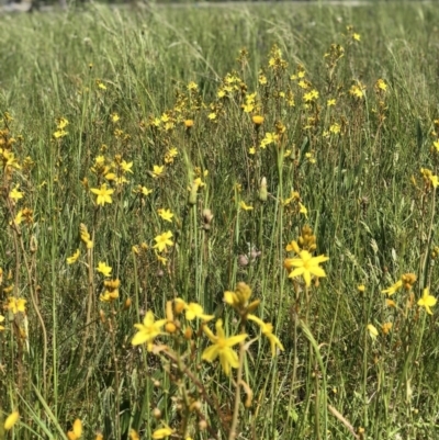 Bulbine bulbosa (Golden Lily) at Crace Grasslands - 21 Oct 2020 by Rebeccaryanactgov