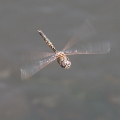 Hemicordulia tau (Tau Emerald) at Mount Clear, ACT - 21 Oct 2020 by SWishart