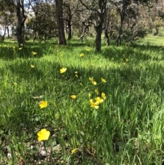 Ranunculus lappaceus (Australian Buttercup) at Forde, ACT - 21 Oct 2020 by Rebeccaryanactgov