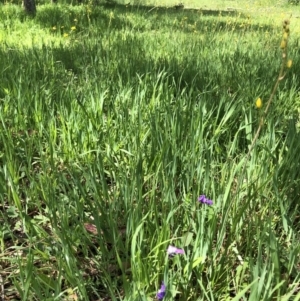 Viola sp. at Wallaroo, ACT - 21 Oct 2020