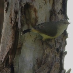 Acanthiza reguloides (Buff-rumped Thornbill) at West Wodonga, VIC - 25 Oct 2020 by KylieWaldon