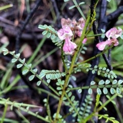 Indigofera adesmiifolia (Tick Indigo) at Googong, NSW - 24 Oct 2020 by Wandiyali