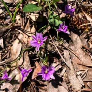 Thysanotus patersonii at Cook, ACT - 14 Oct 2020