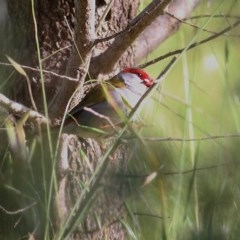 Neochmia temporalis (Red-browed Finch) at Wodonga - 24 Oct 2020 by Kyliegw