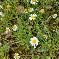 Brachyscome diversifolia var. diversifolia (Large-headed Daisy) at Hackett, ACT - 25 Oct 2020 by Dominique