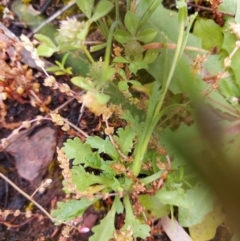 Brachyscome diversifolia var. diversifolia at suppressed - 25 Oct 2020