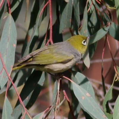 Zosterops lateralis (Silvereye) at Felltimber Creek NCR - 24 Oct 2020 by Kyliegw