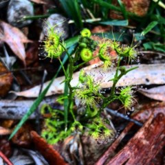 Drosera sp. (A Sundew) at Bruce Ridge - 24 Sep 2020 by Rebeccaryanactgov