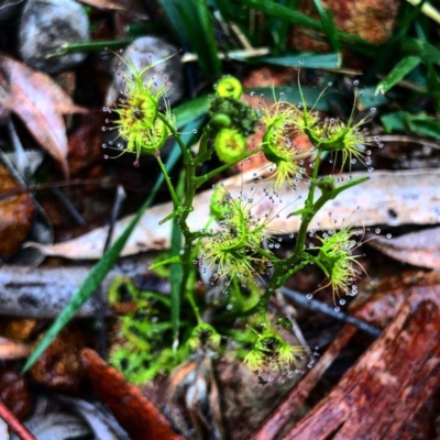 Drosera (genus) (A Sundew) at O'Connor, ACT - 25 Sep 2020 by Rebeccaryanactgov