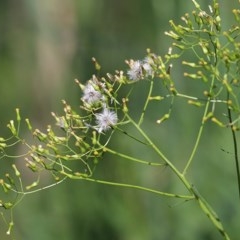 Senecio (genus) (A Fireweed) at West Wodonga, VIC - 25 Oct 2020 by KylieWaldon